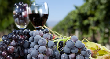 zelf druiven kweken voor wijnproductie